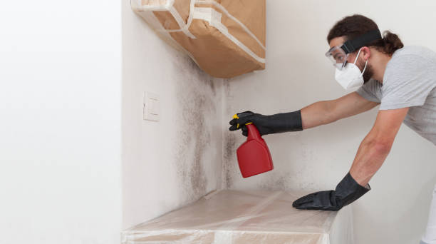 Professional Mold Cleanup technician working in Augusta, MI