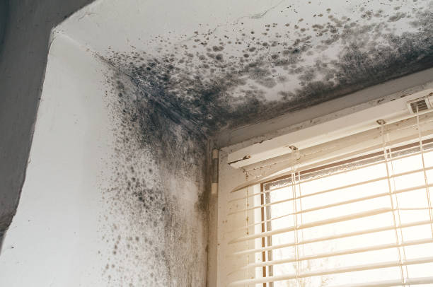 Affordable Mold Cleanup solutions in Augusta, MI