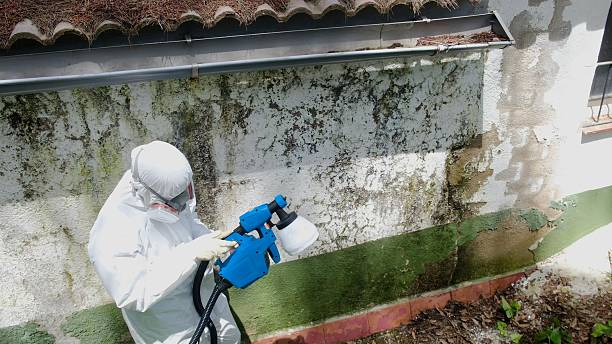 Top rated local Mold Cleanup specialists in Augusta, MI